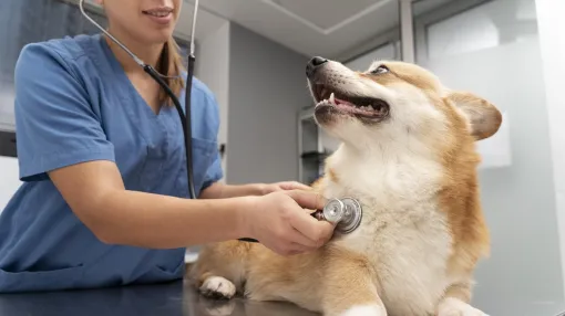 NVIDIAが、「GPUを使って犬の心疾患の有無を診断する研究」を紹介。犬の心音に潜む“雑音”を見事に判断、実用化に向け一歩前進