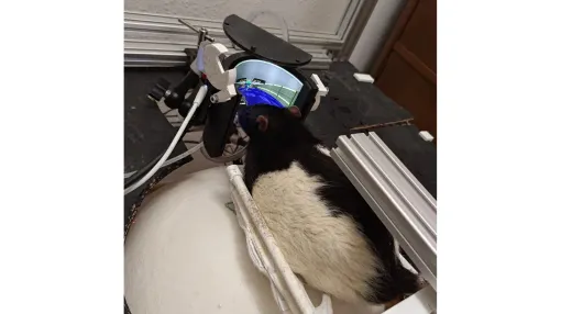 「実験用ラットに『Doom II』をプレイさせる装置」が一気に進化。自由に歩き、“射撃”までできるゲーミングねずみ訓練